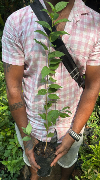 Cherry Blossom (Prunus serrulata) Rare Live Plant