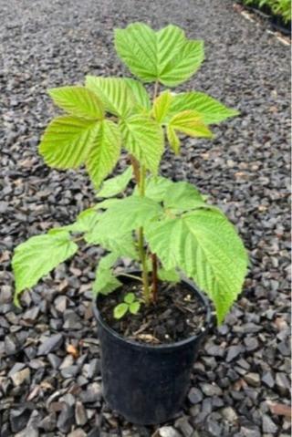 Raspberry (Rubus idaeus) Live Plant