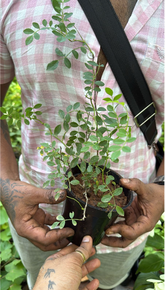 Lady of Shalott (English Rose) Rare Grafted Live Plant