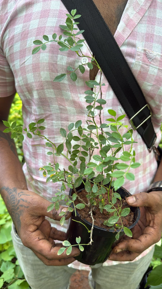 Lady of Shalott (English Rose) Rare Grafted Live Plant