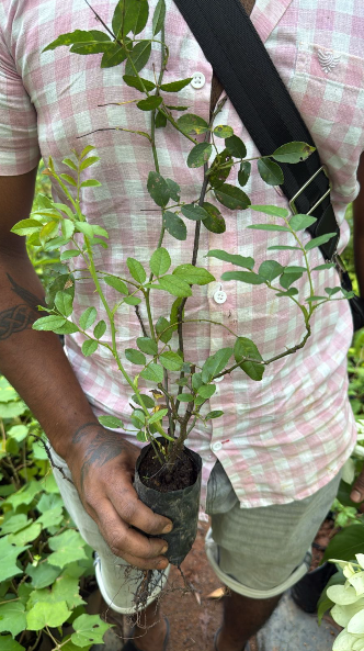 Lady of Shalott (English Rose) Rare Grafted Live Plant