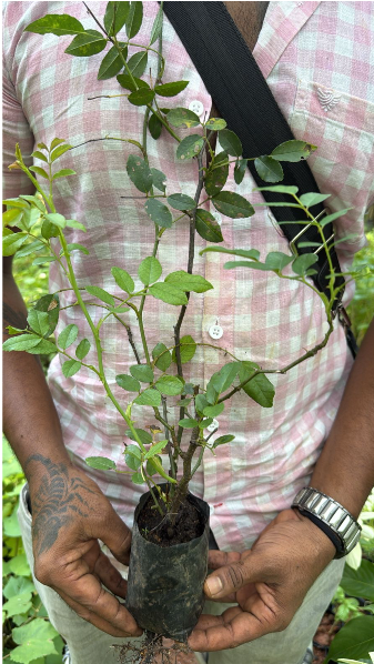 Lady of Shalott (English Rose) Rare Grafted Live Plant