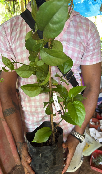 Golden Cascade Creeper/Climber Flowering Live Plant