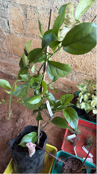Golden Cascade Creeper/Climber Flowering Live Plant