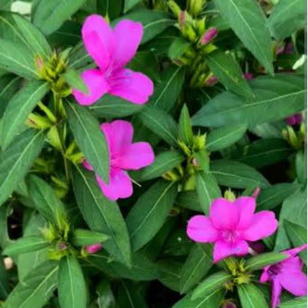 December Flower Pink (Barleria cristata) All Time Flowering Live Plant