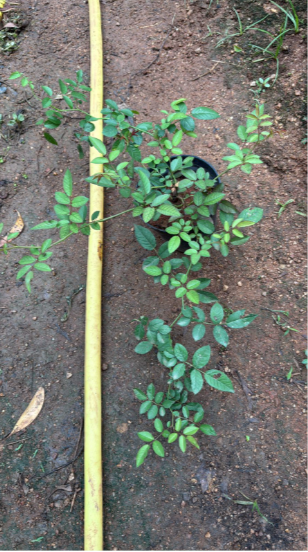 White Creeper/ Climbing Rose Live Plant