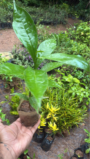 Manoranjitham (Artabotrys hexapetalus) Hari Champa Layered Live Plant