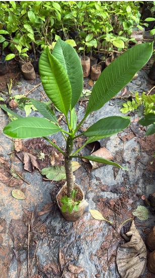 Plumeria Yellow (Frangipani) All Time Flowering Live Plant