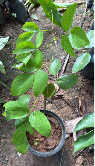 Red Jade Vine (Mucuna Bennettii) Layered Live Plant