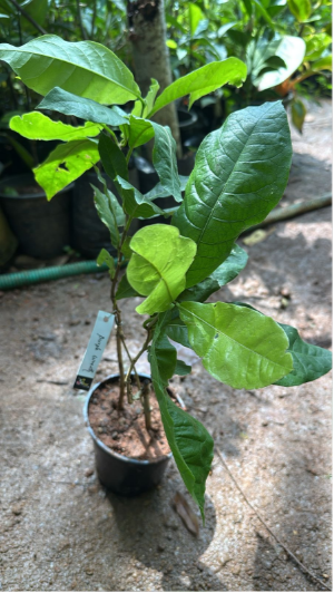 White Petrea Sandpaper Vine Live Plant