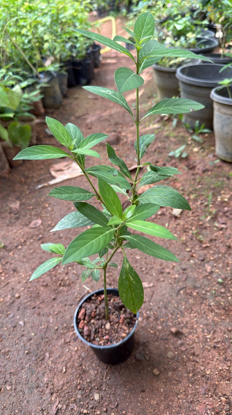 December Flower Purple White / Philippine Violet (Barleria cristata) Flowering Live Plant