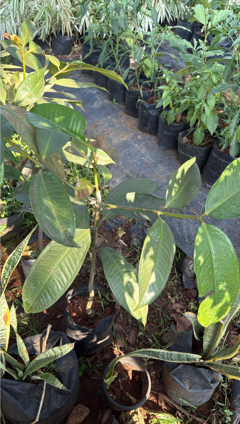 Mangosteen Fruit Live Plant (Garcinia Mangostana)