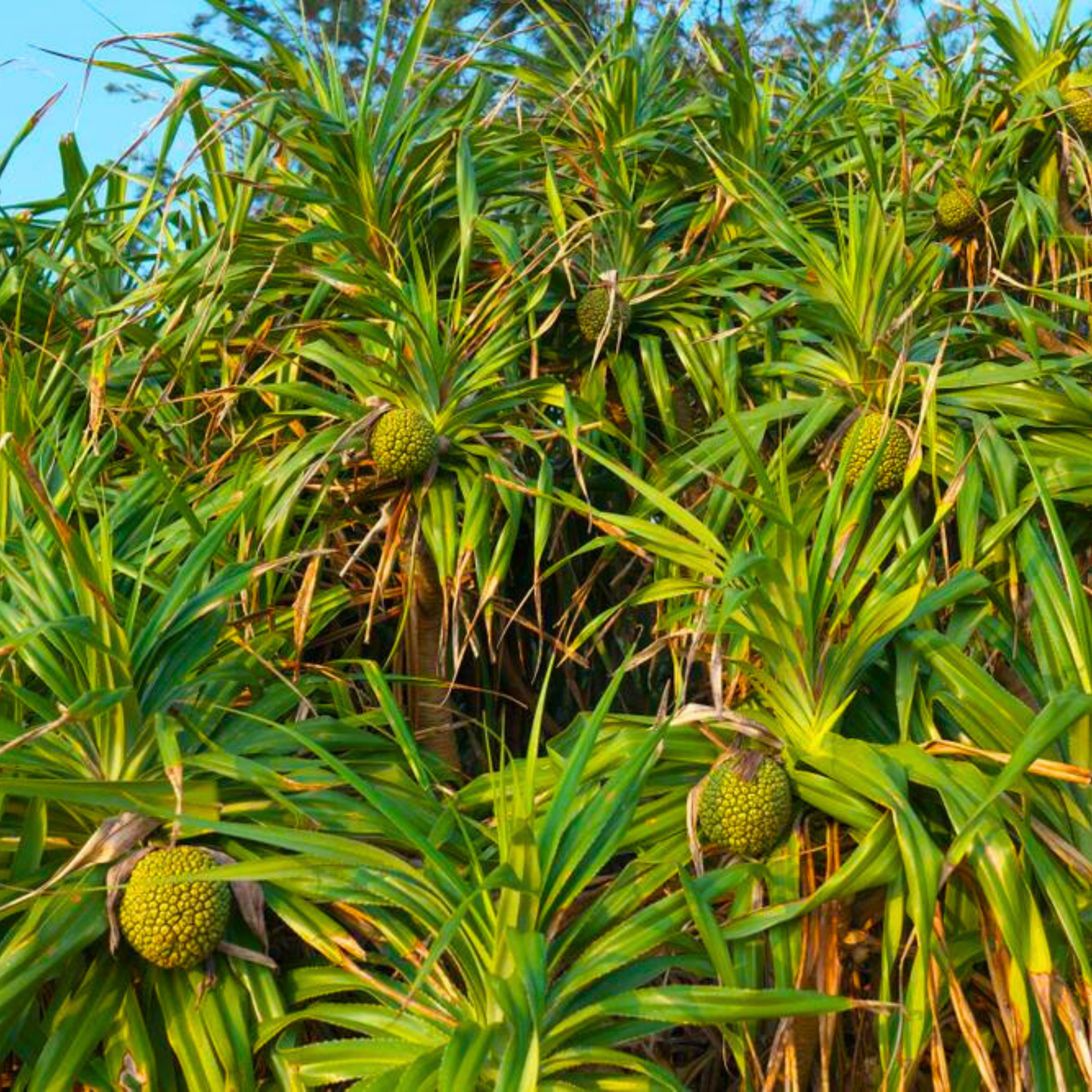 Screw-Pine (kewda) Medicinal Live Plant