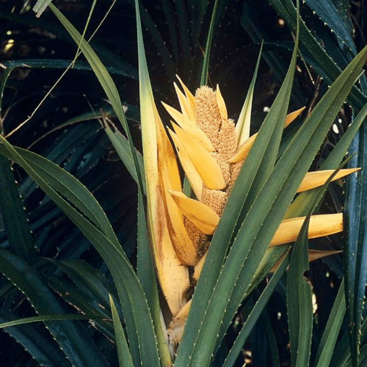 Screw-Pine (kewda) Medicinal Live Plant