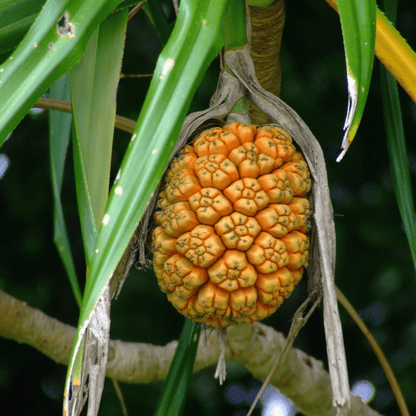 Screw-Pine (kewda) Medicinal Live Plant