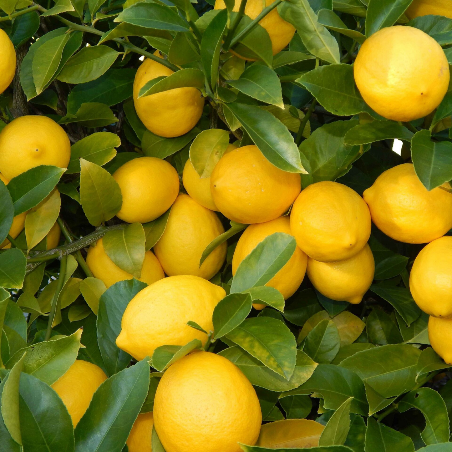 Seedless Lemon (Citrus Lemon) Fruit Live Plant