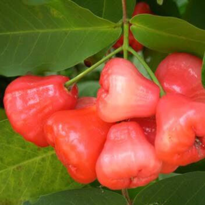 Seedless Red Water Apple (Syzygium aqueum) Fruit Live Plant