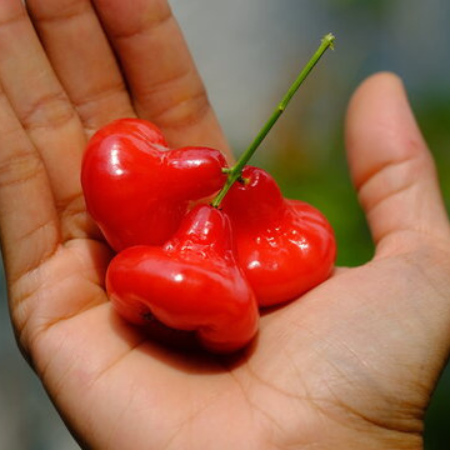 Seedless Red Water Apple (Syzygium aqueum) Fruit Live Plant