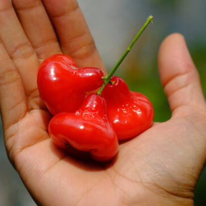 Seedless Red Water Apple (Syzygium aqueum) Fruit Live Plant