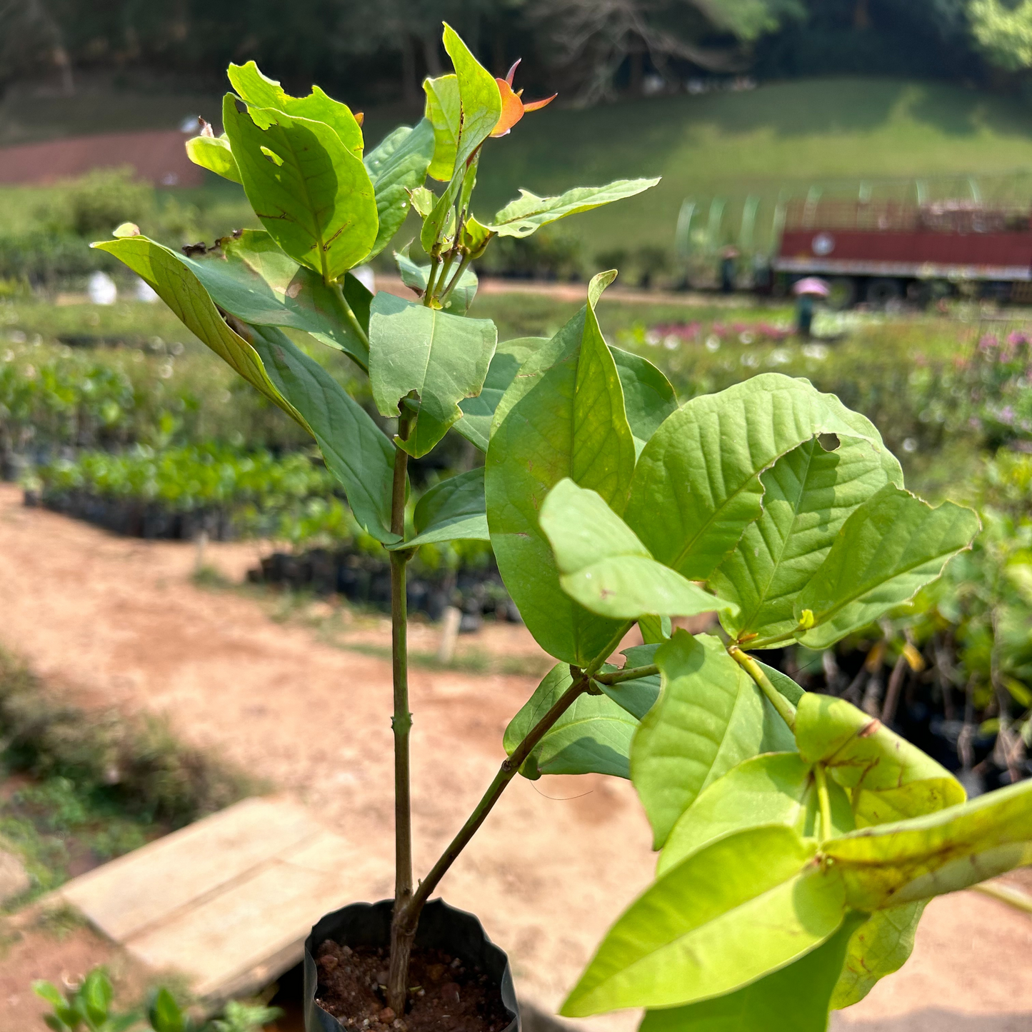 Seedless Red Water Apple (Syzygium aqueum) Fruit Live Plant