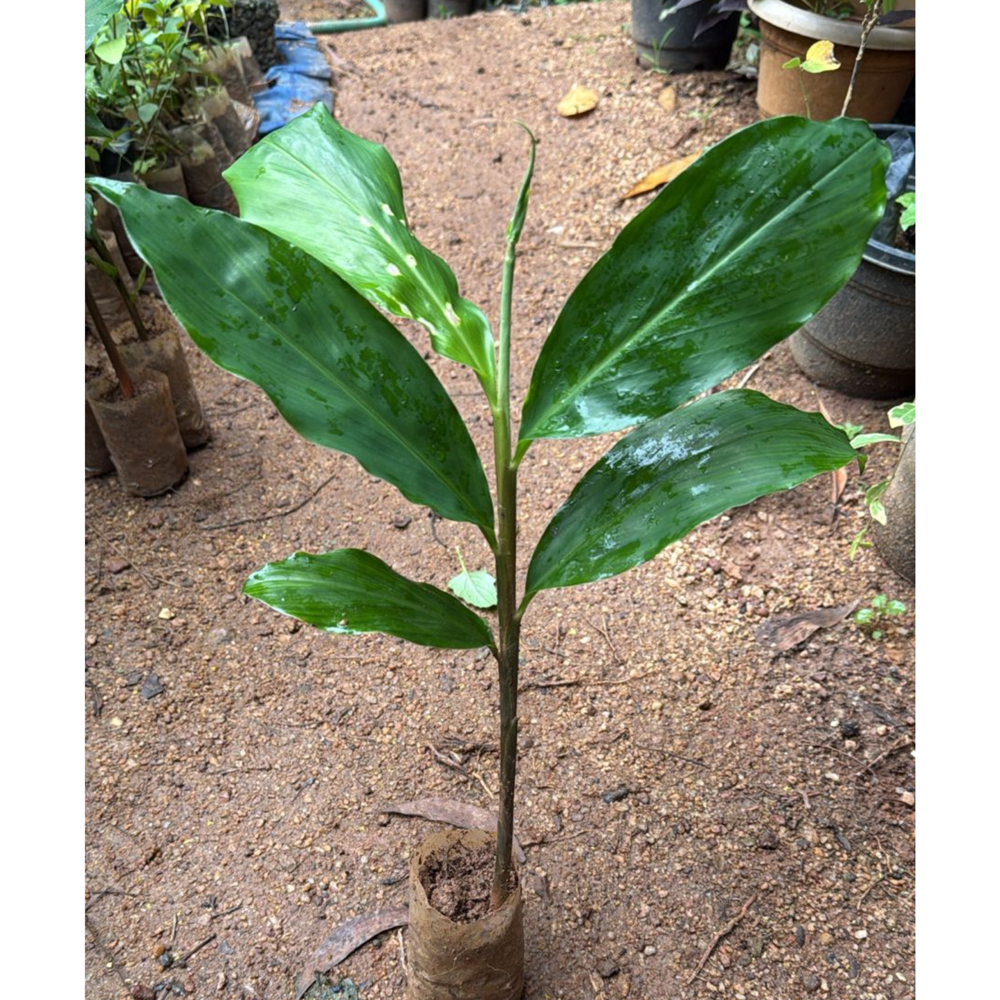 Shampoo Ginger Lily Flowering Live Plant
