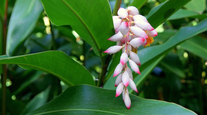 Shell Ginger Flowering Live Plant