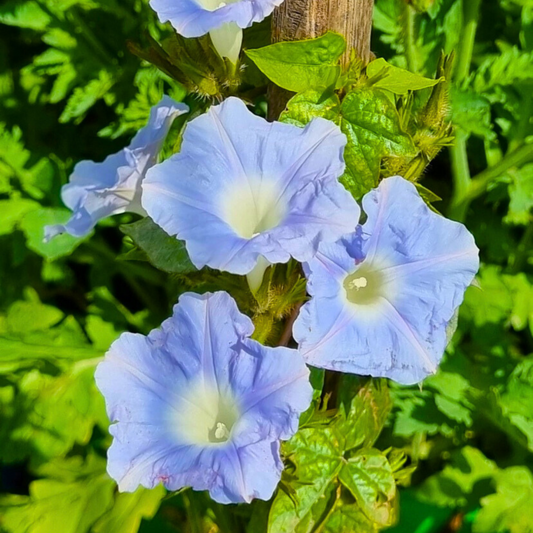 Sky Blue Morning Glory (Ipomoea) All Time Flowering Live Plant