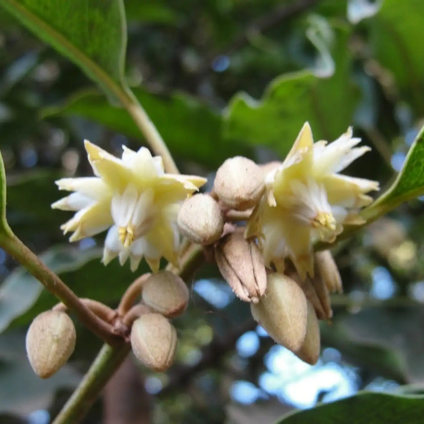 Spanish Cherry / Elanji (Maulsari) Rare Flowering / Medicinal Live Plant