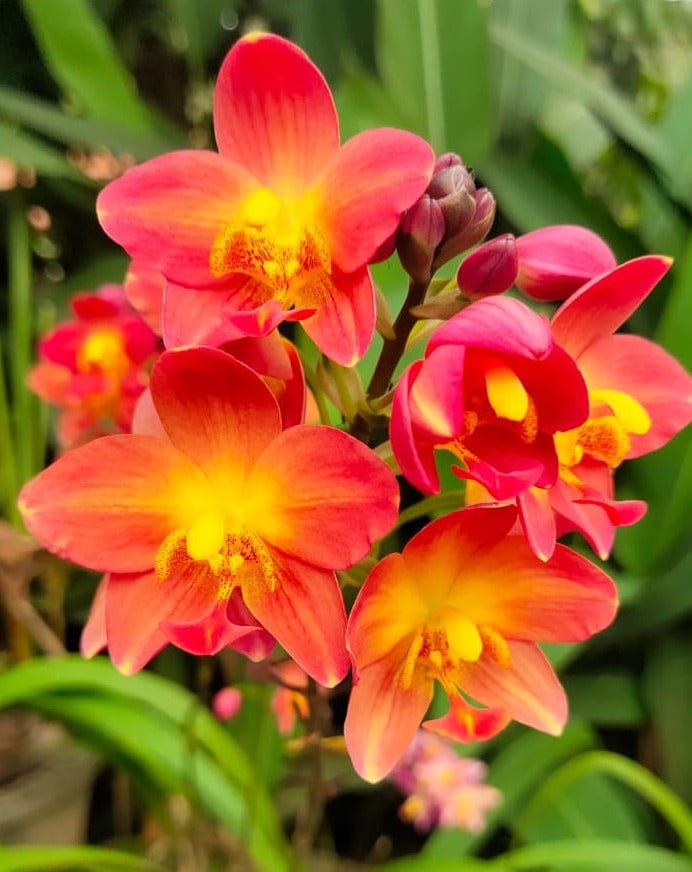Spathoglottis plicata Red Ground Orchid