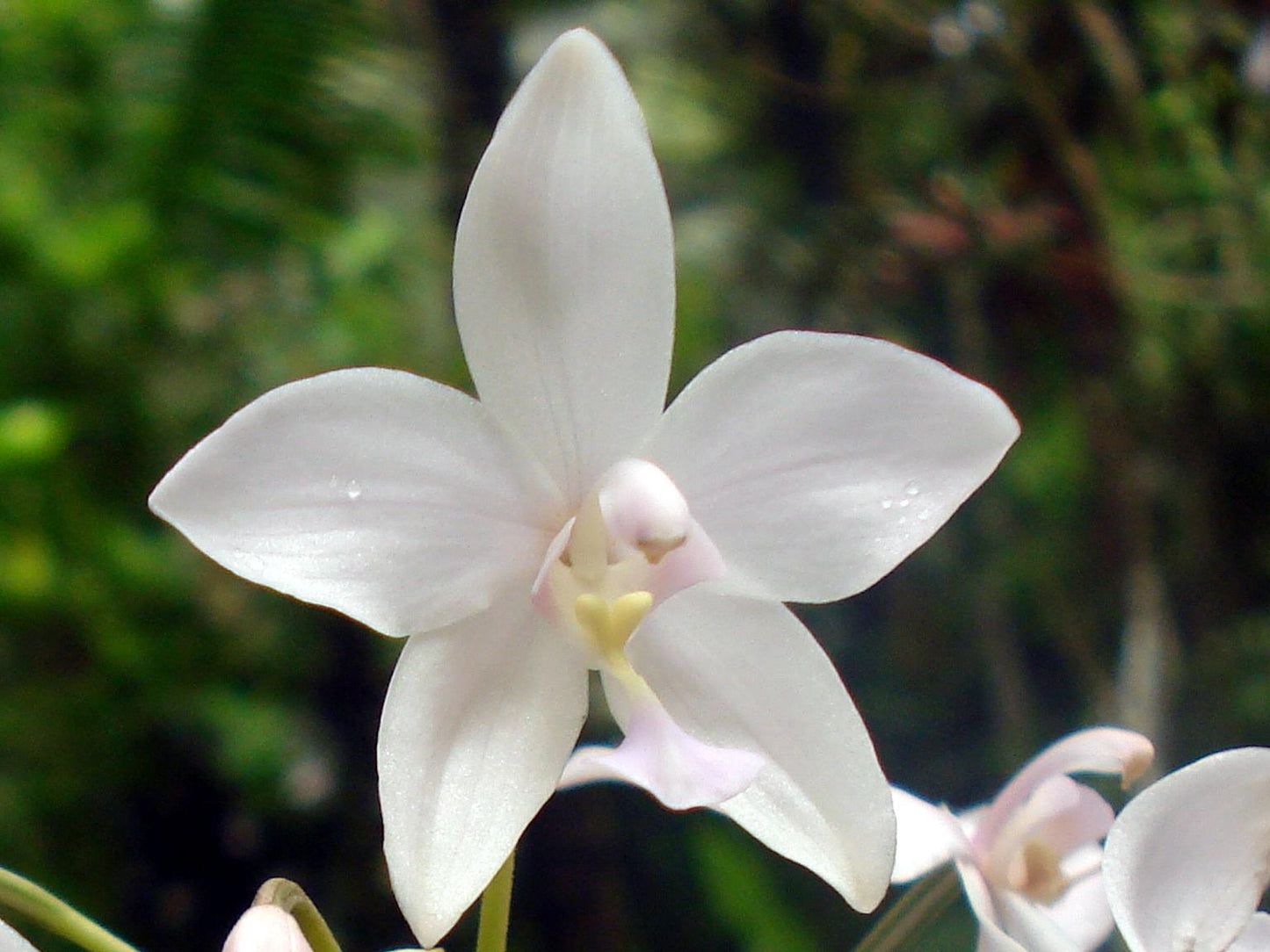 Spathoglottis plicata White Ground Orchid