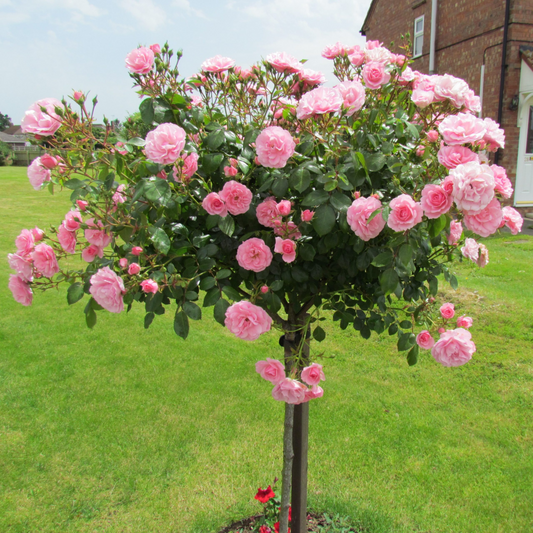 Standard Orchid Rose Grafted Rare Flowering Live Plant