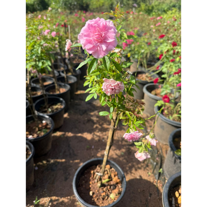 Standard Orchid Rose Grafted Rare Flowering Live Plant