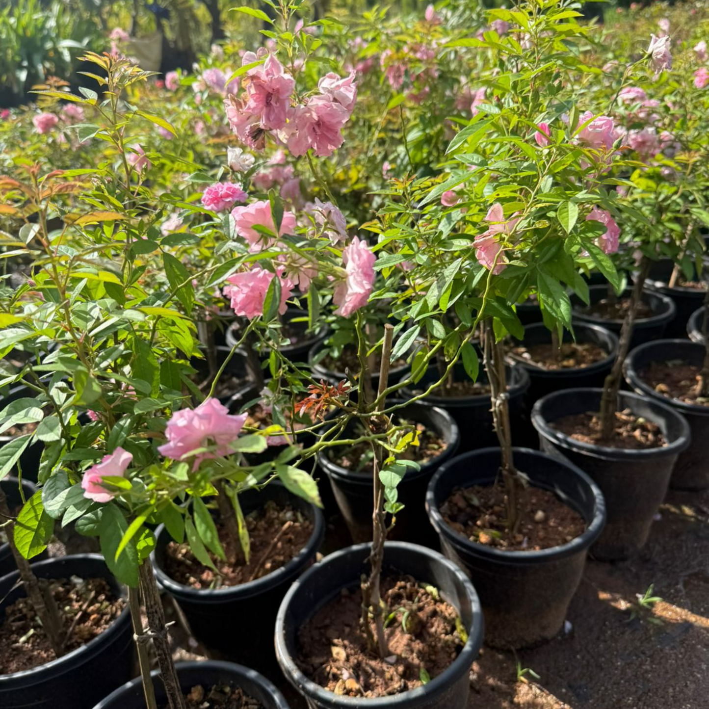 Standard Orchid Rose Grafted Rare Flowering Live Plant