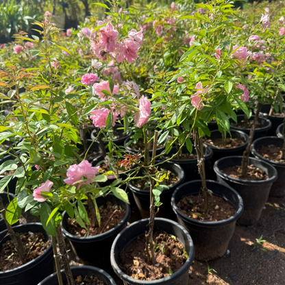 Standard Orchid Rose Grafted Rare Flowering Live Plant