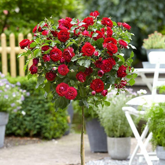 Standard Rose Red Grafted Rare Flowering Live Plant