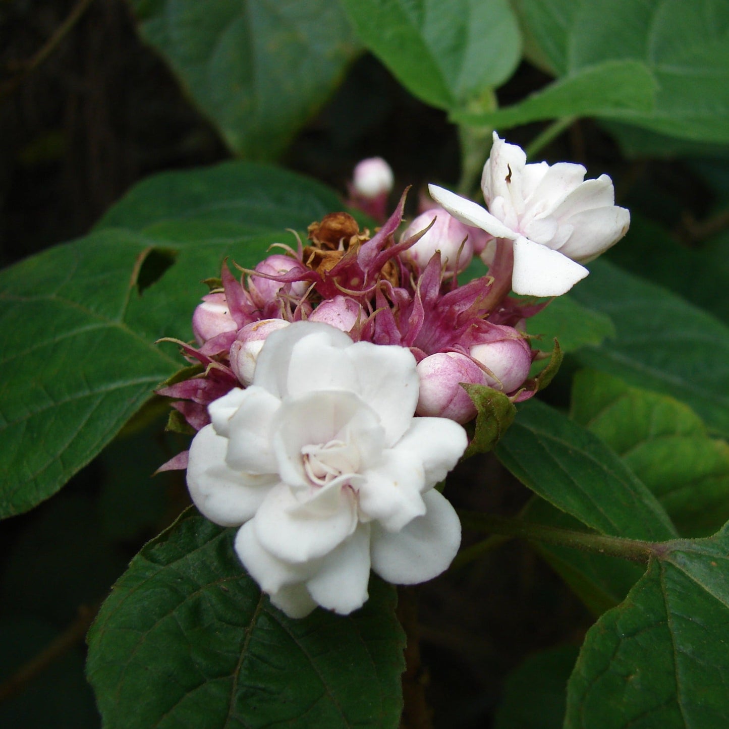 Clerodendrum Fragrans All Time Flowering Live Plant