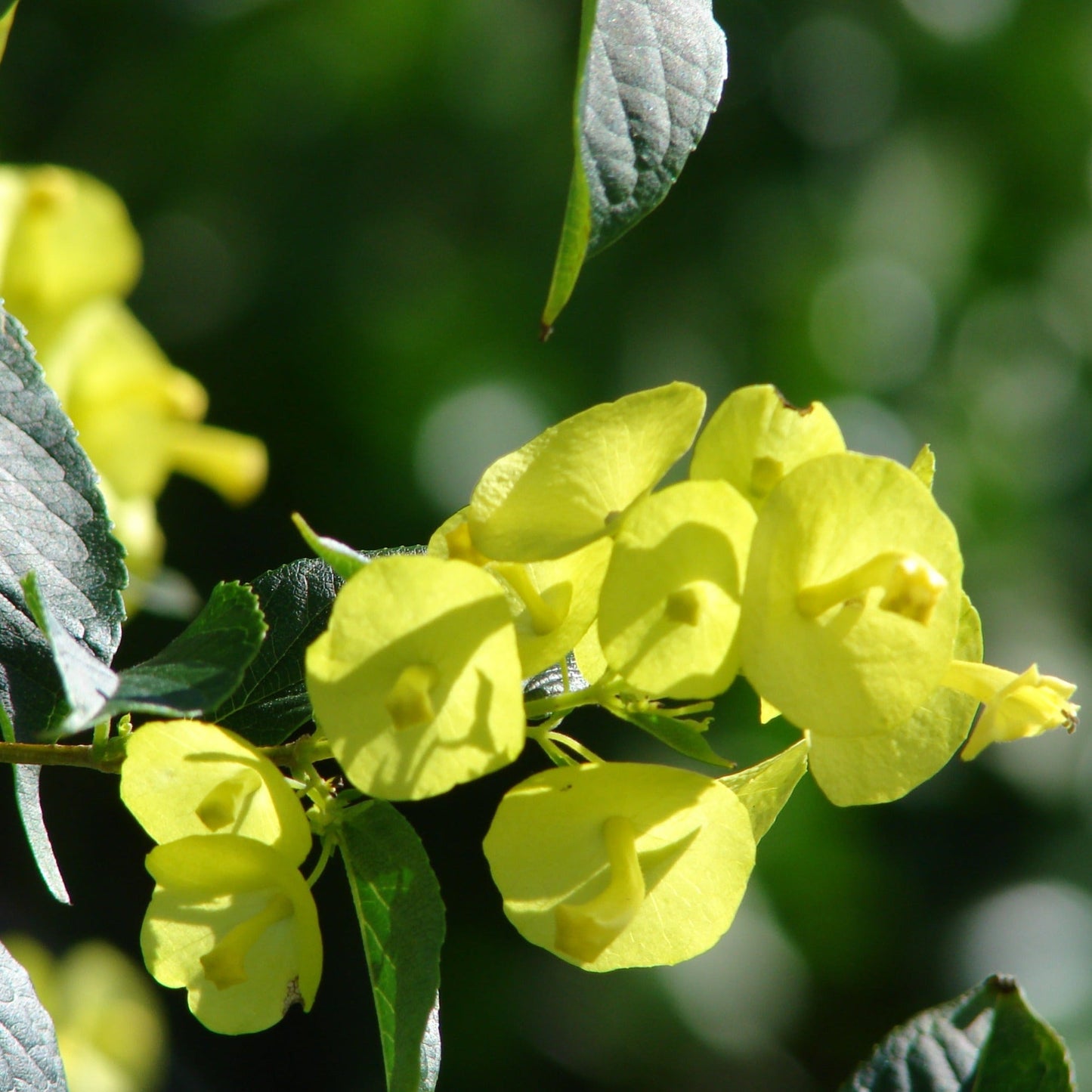 Yellow Chinese Hat (Holmskioldia) All Time Flowering Live Plant