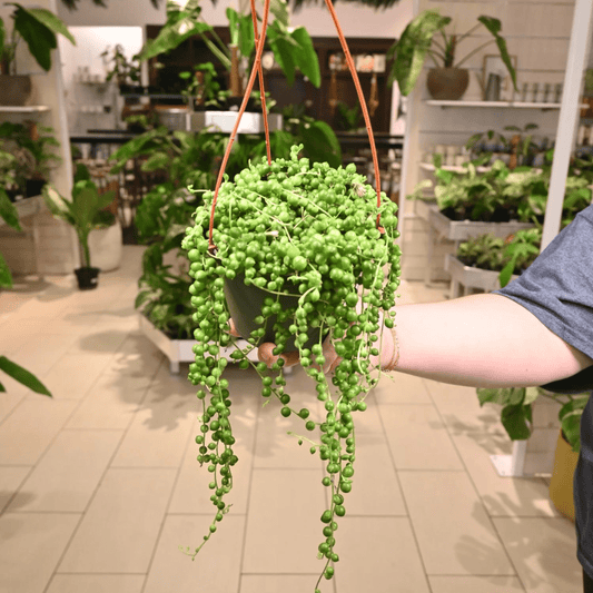 String of Pearls (Senecio rowleyanus) Succulent Live Plant