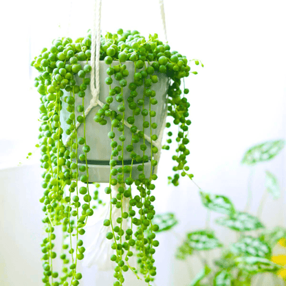 String of Pearls (Senecio rowleyanus) Succulent Live Plant