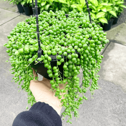 String of Pearls (Senecio rowleyanus) Succulent Live Plant