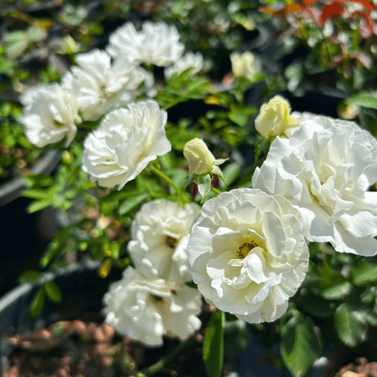 Summer Snow Rose Grafted Live Plant