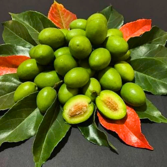Sweet Ceylon Olive (Elaeocarpus Serratus) Live Plant