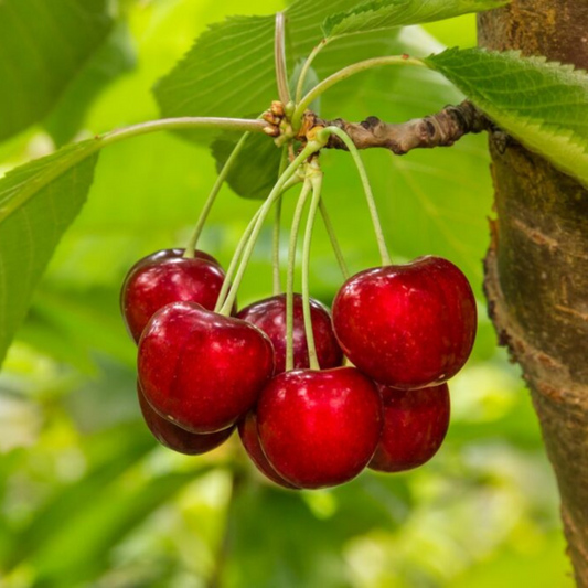 Sweet Western Cherry (Prunus avium) Fruit Live Plant
