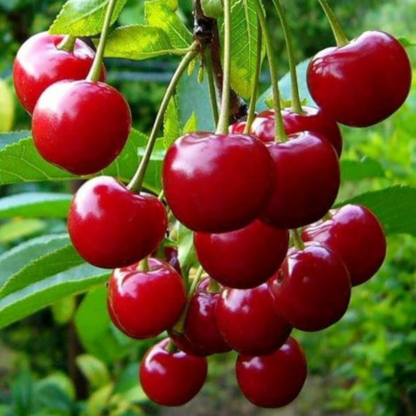 Sweet Western Cherry (Prunus avium) Fruit Live Plant