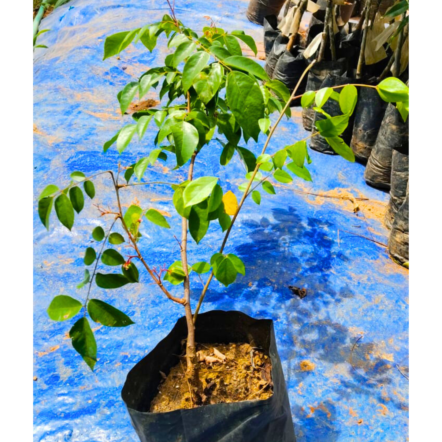 Sweet Vareity Star Fruit / Carambola Grafted Live Plant (Averrhoa Carambola)