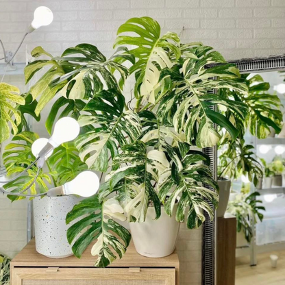 Swiss Cheese (Monstera deliciosa) Variegated Indoor / Outdoor Live Plant