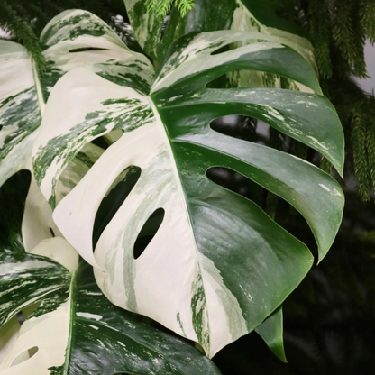Swiss Cheese (Monstera deliciosa) Variegated Indoor / Outdoor Live Plant