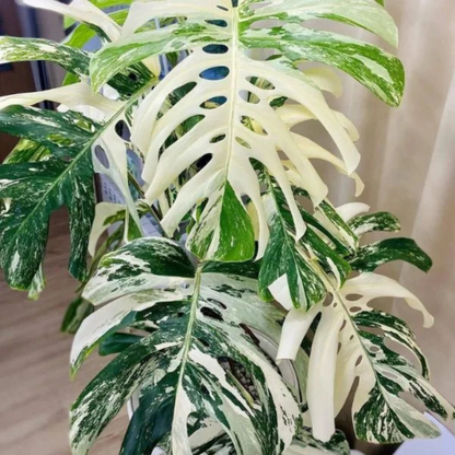 Swiss Cheese (Monstera deliciosa) Variegated Indoor / Outdoor Live Plant