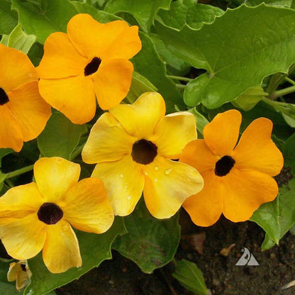 Black Eyed Susan Yellow (Thunbergia alata) All Time Flowering Live Plant