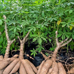 Tapioca Plant (Maravalli Kilangu) Live Plant.